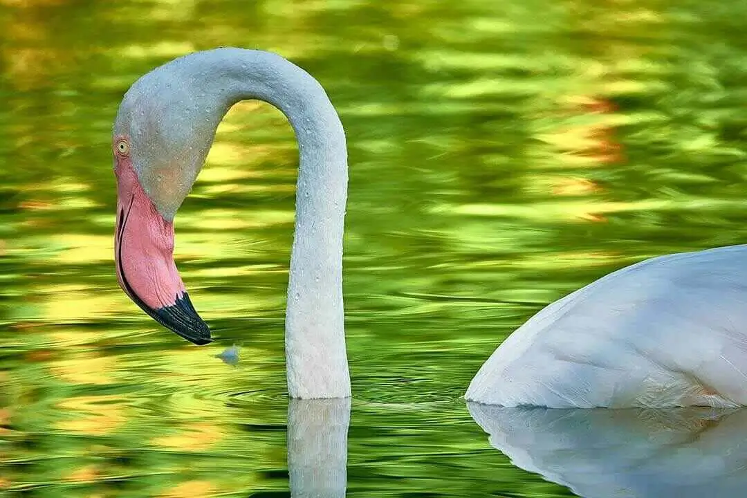 Greater Flamingo